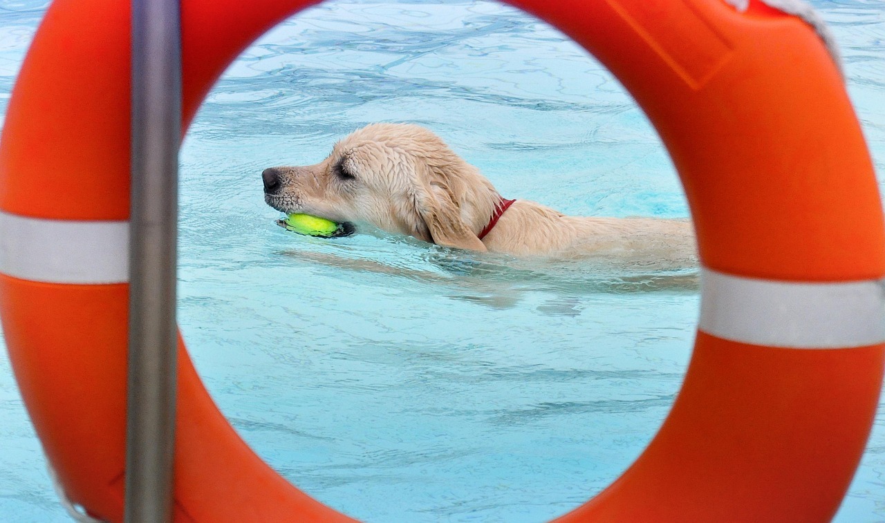 Zum Saisonabschluss dürfen im Thermalfreibad Boppard auch die Vierbeiner ins Wasser. 
