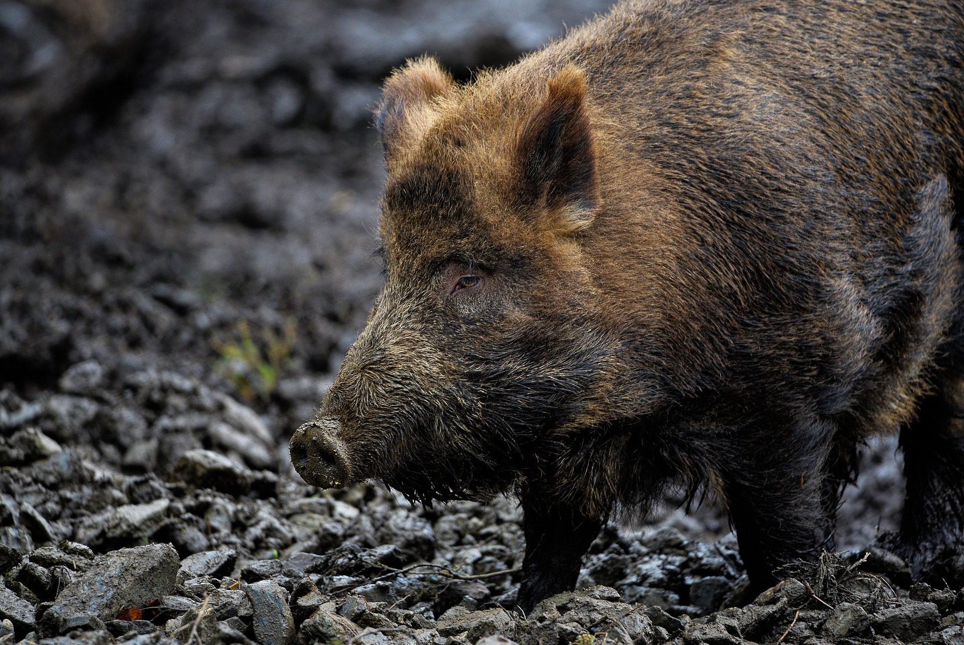 Das Bild zeigt ein Wildschwein. Wildschweine drängen in Deutschland immer häufiger in bebaute Gebiete vor. Auch in Boppard-Buchenau ist dies schon seit Jahren ein Problem.