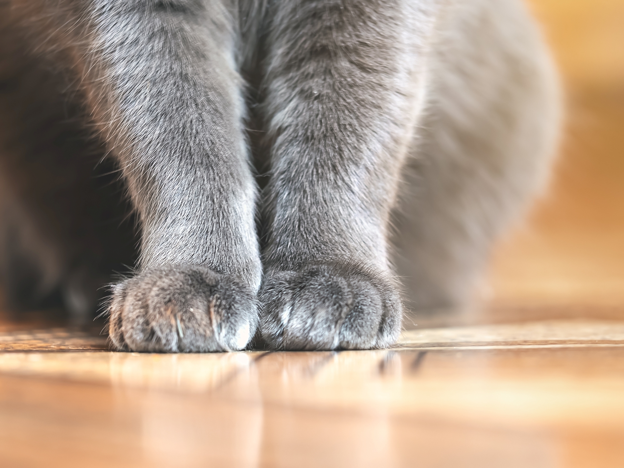 Zwischen Boppard und Spay wurde eine Katze gefunden. Hinweis: Bei unserem Bild handelt es sich um ein Symblbild, das nicht die betreffende Katze zeigt.