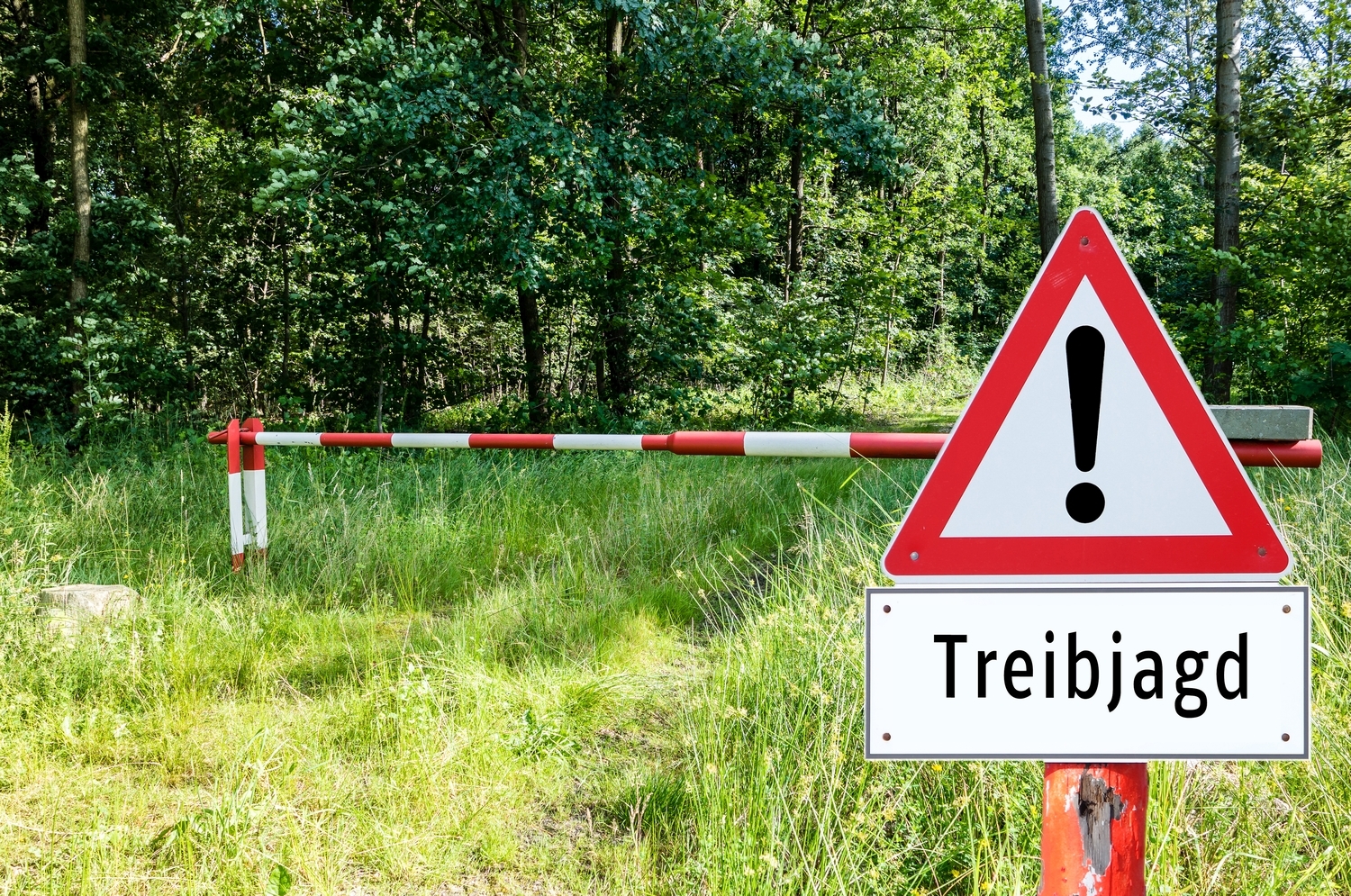 Am Freitag, 3. Januar 2025 wird im Revier Oppenhausen gejagt – betroffen sind die Traumschleife Ehrbachklamm und der Saar-Hunsrück-Steig.