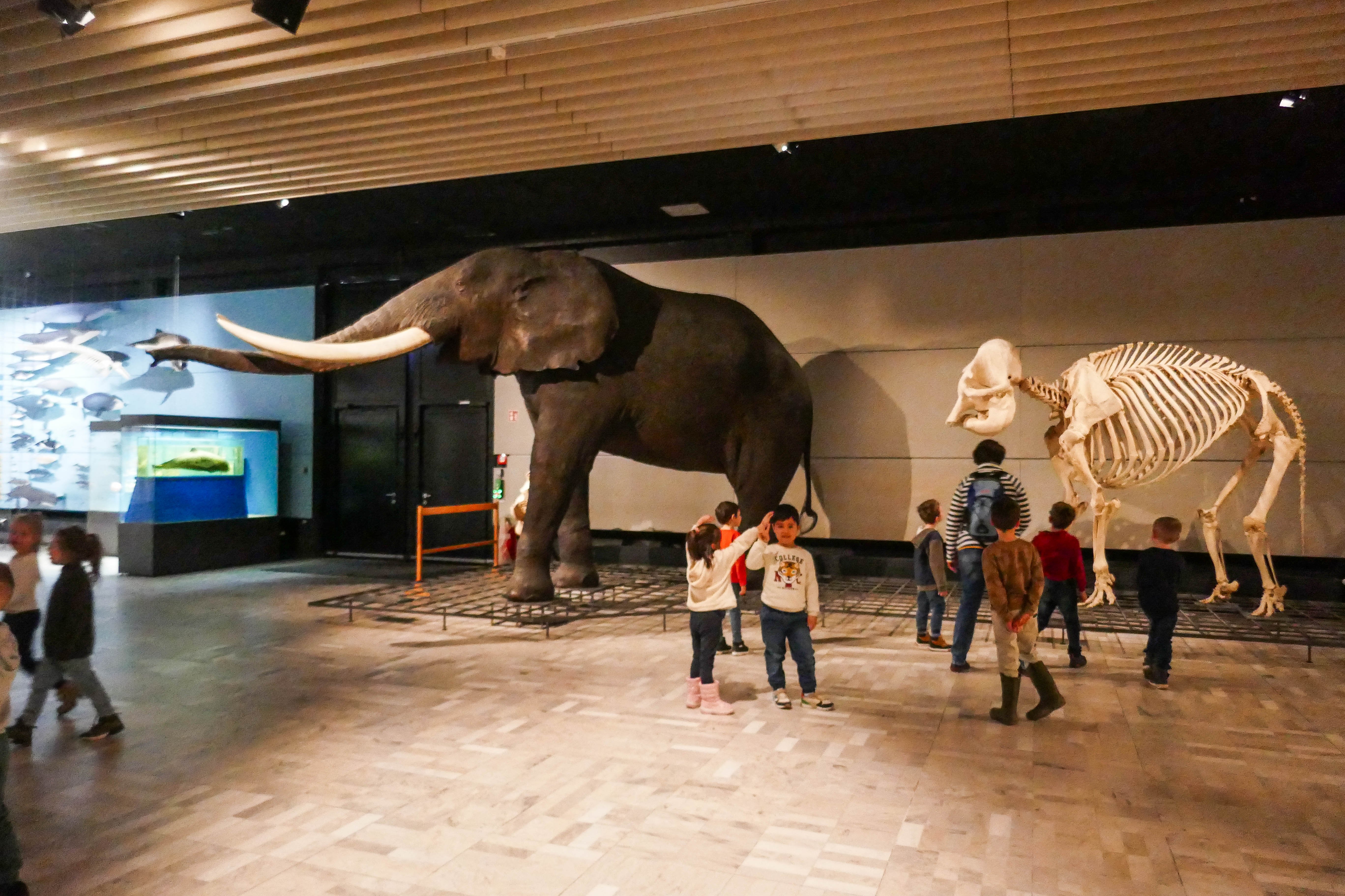 Die Vorschulkinder der Bewegungs-Kita in Boppard-Weiler waren wieder auf Tour: Diesmal besuchten sie das Senckenberg-Museum in Frankfurt. 