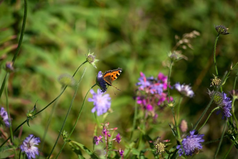 colorful butterfly on wild flower in a meadow In enger Zusammenarbeit mit Umweltorganisationen, wissenschaftlichen Institutionen und der lokalen Bevölkerung wurde eine Strategie erarbeitet, die darauf abzielt, die Biodiversität in Boppard nachhaltig zu stärken.